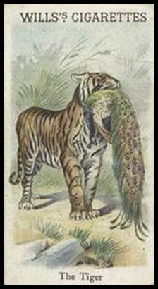 00WA Tiger.jpg